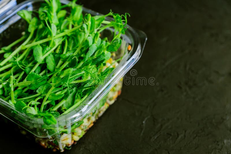 Peas Green Sprouts Edible Plants in a Plastic Box. Microgreens