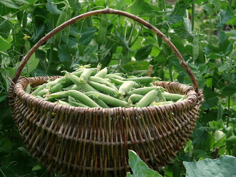 Peas harvest stock image. Image of garden, healthy, commodity 15125075