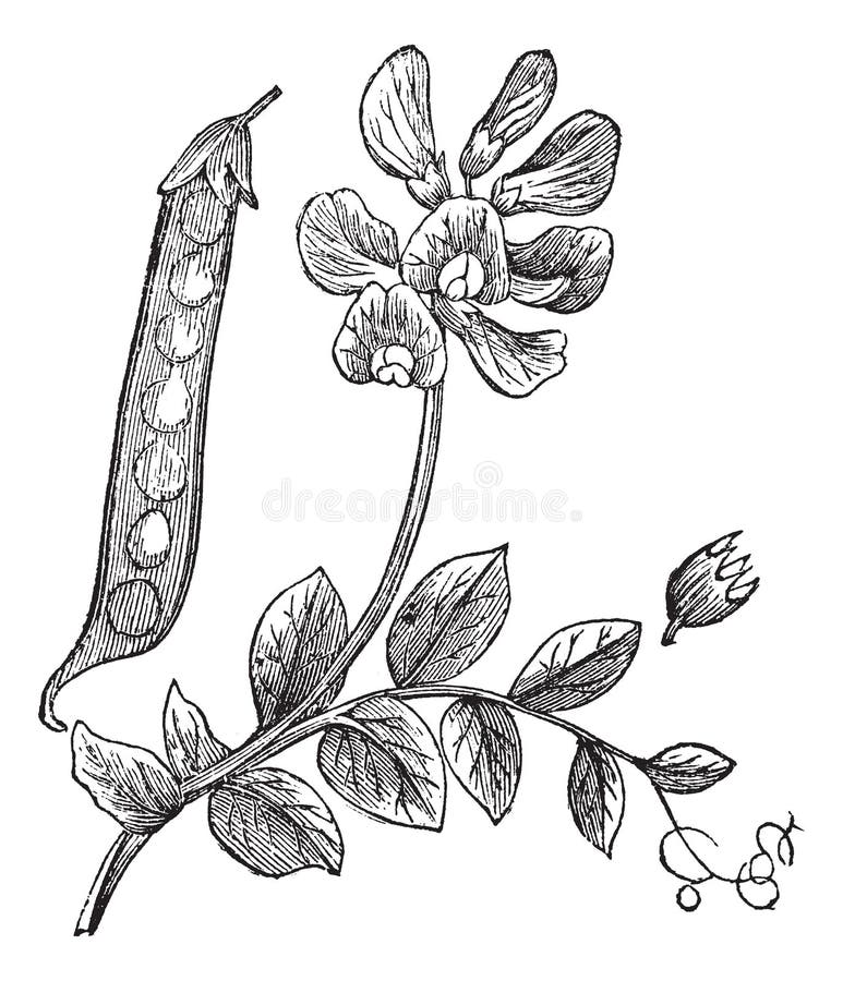 Peas or Pisum Sativum, Vintage Engraving Stock Vector - Illustration of ...