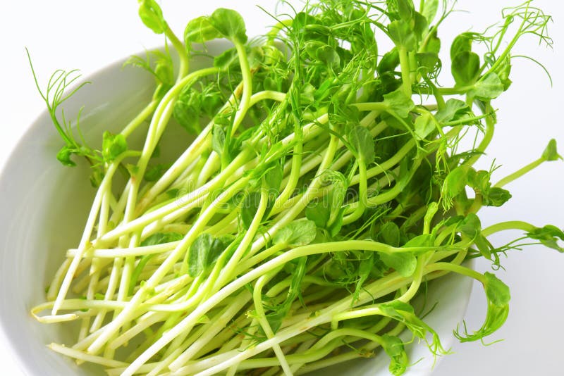 Green pea sprouts stock image. Image of fresh, salad - 69871471