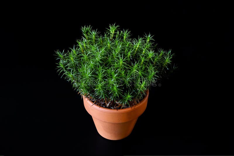 Peat Moss Polytrichum Commune in Small Ceramic Flower Pot on Black