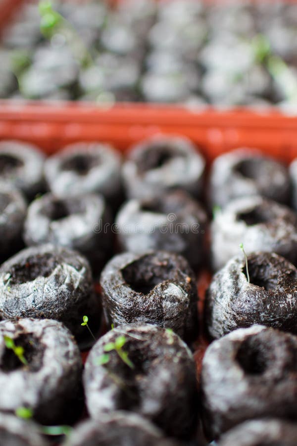 transplanting seedlings from peat pellets transplanting seedlings from peat pellets