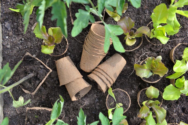 Peat Pots and Leaf of Seedlings on the Soil of Garden Stock Image