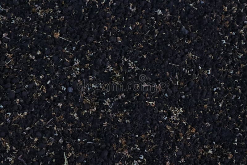 Peat soil texture stock photo. Image of peat, black 223677354