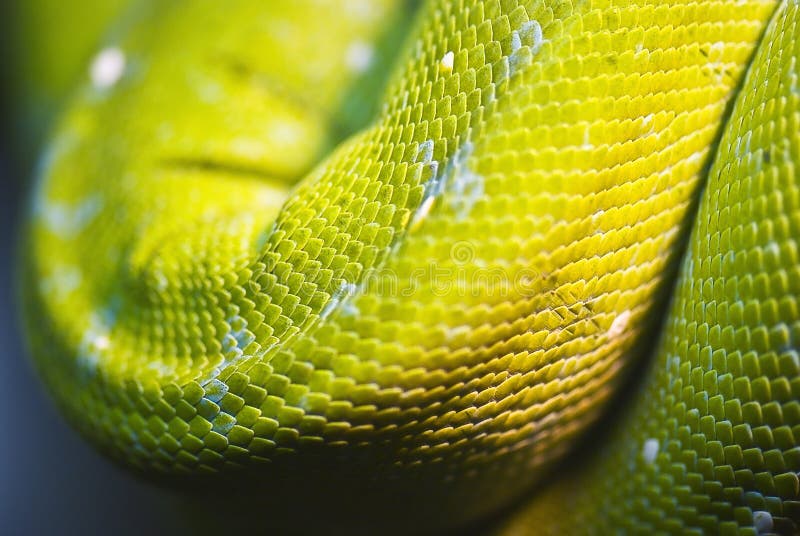 Peau de serpent, échelles lumineuses images libres de droits Peau de serpent, échelles lumineuses images libres de droits