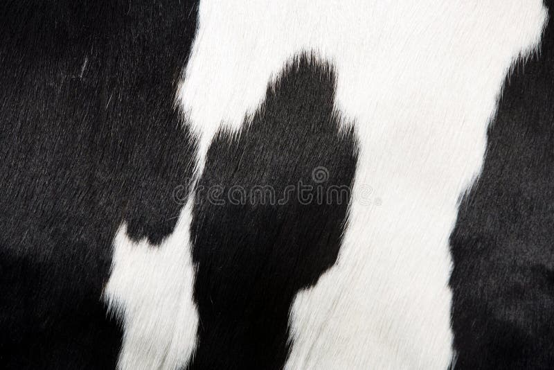 Peau de vache photo stock Peau de vache photo stock