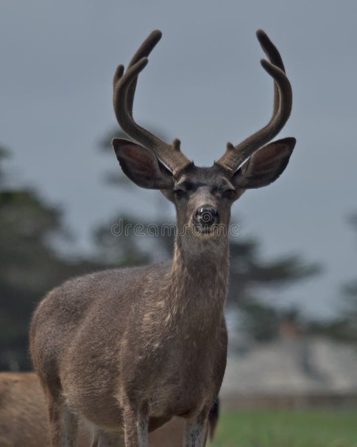 Pebble Beach Buck