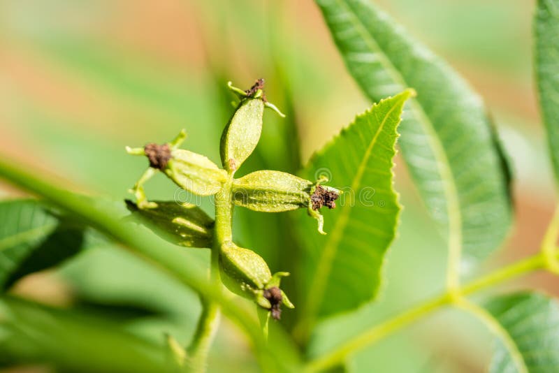 Closeup of a Female Pecan Nut Flower Stock Image Image of green