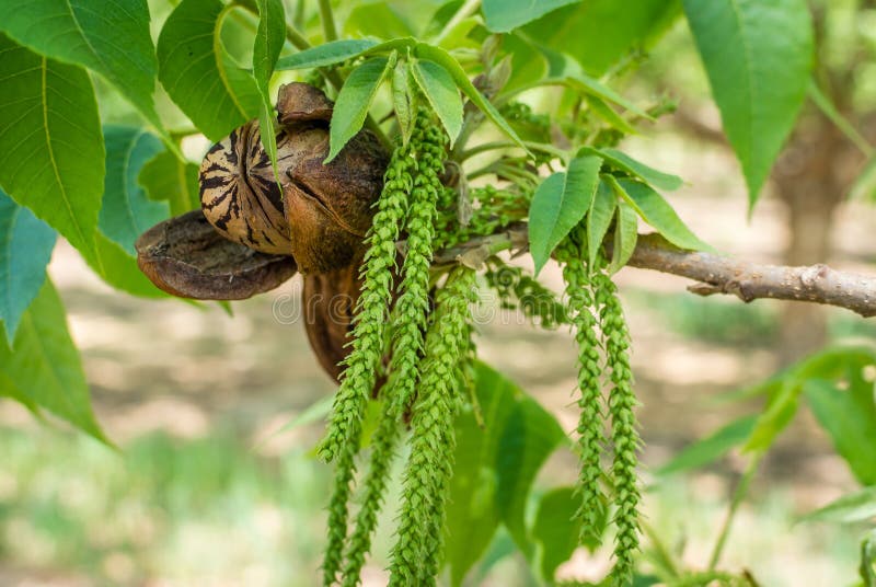 Pecan Tree Female Flower Closeup Stock Photo Image of green, female 124575706