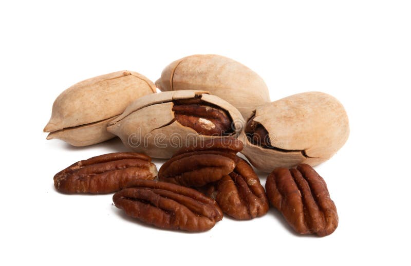 Pecan Walnut Isolated stock photo. Image of protein 169512148