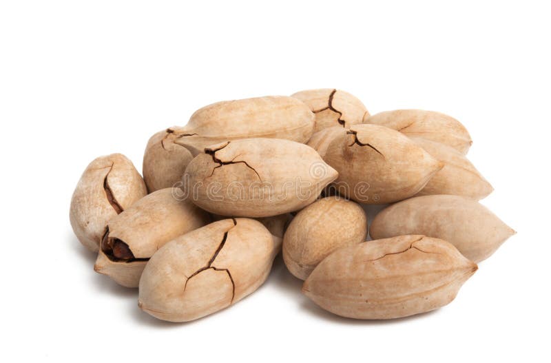 Pecan Walnut Isolated stock image. Image of organic 169511815