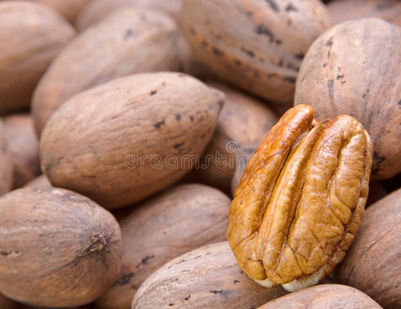 Pecans stock photo. Image of pecan, harvest, fall, delicious 11516058