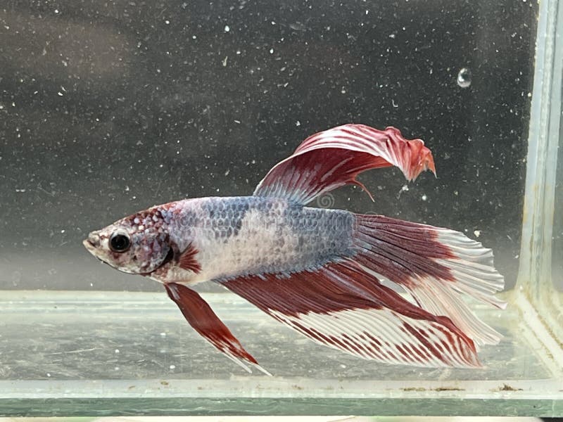 Acuario Pequeño Para Peces Beta, Tanque De Camarones, Caja | Cuotas Sin