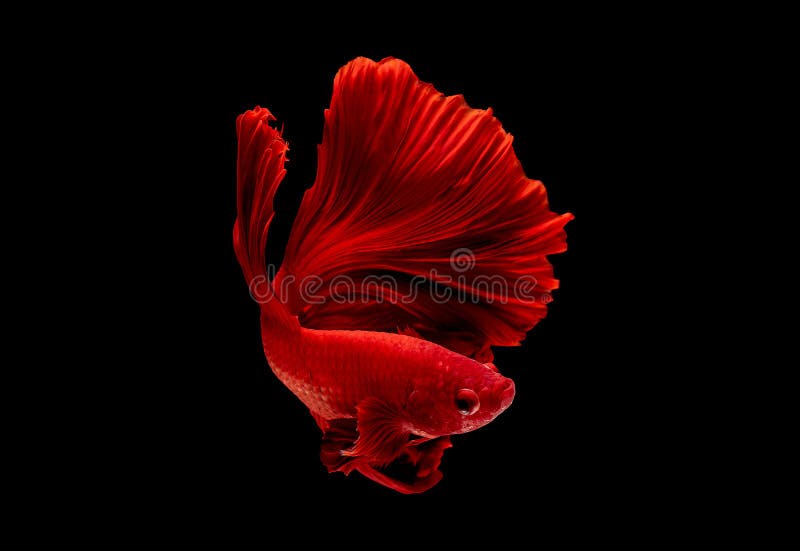 Peces de betas rojas, peces siameses luchando fueron aislados en fondo negro Peces también acción de la cabeza de giro en una dir imagen de archivo libre de regalías