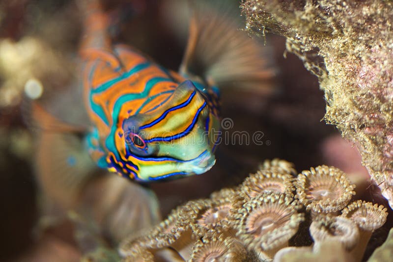 Marine fish,reef fish,mandarin at reef aquarium. Marine fish,reef fish,mandarin at reef aquarium