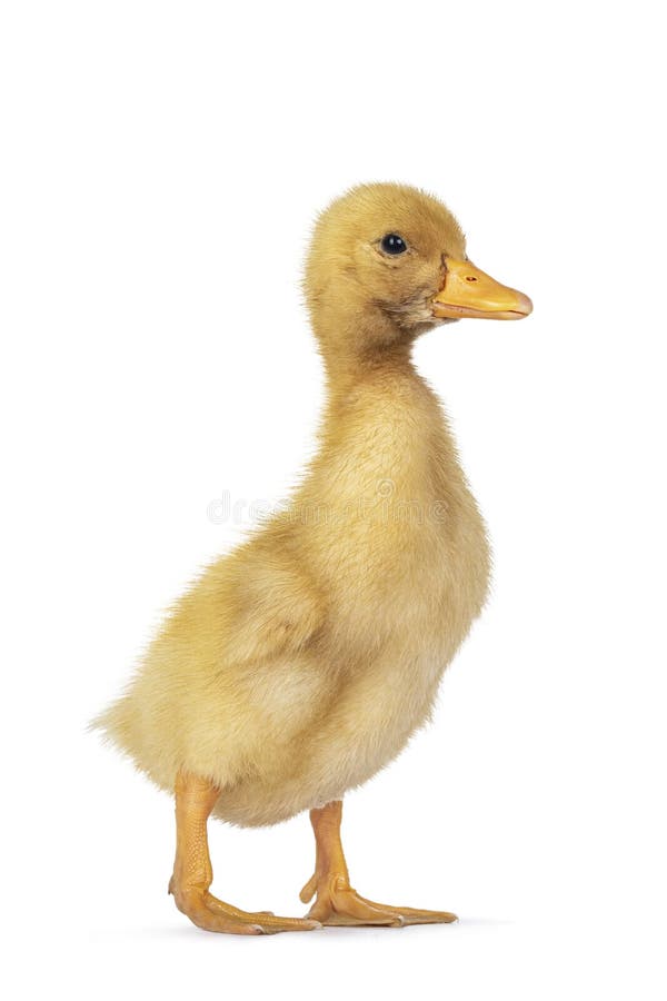 597 Peking Duckling Stock Photos - Free & Royalty-Free Stock Photos ...