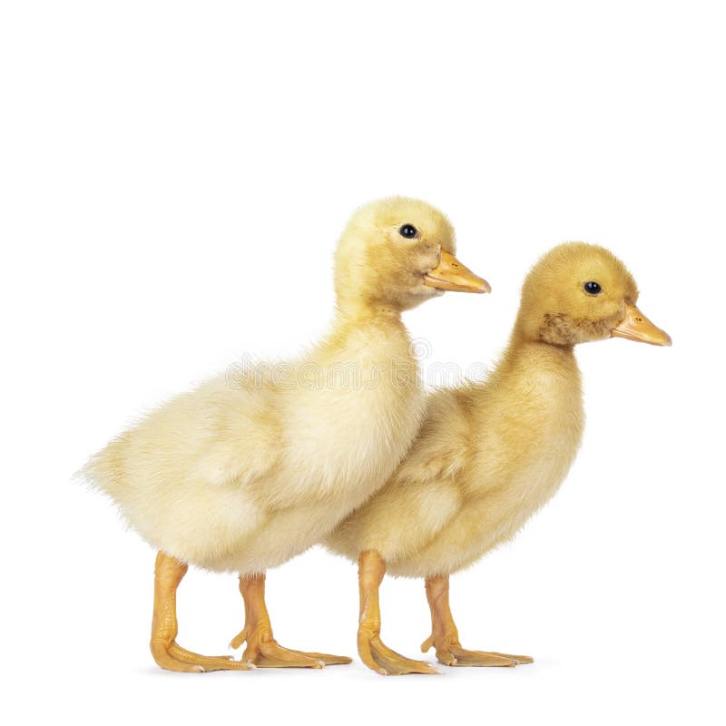 Baby Peking Ducklings Stock Photos - Free & Royalty-Free Stock Photos ...