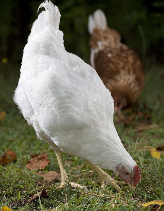 Pecking hen stock image. Image of tail, eggs, green, comb 10526179