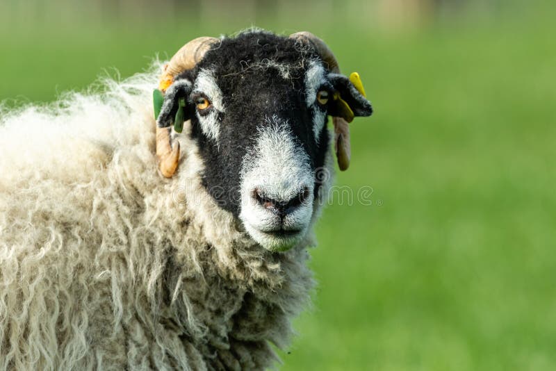 Pecora di Swaledale che affronta destra con fondo verde pulito Vallate di Yorkshire, Inghilterra fotografie stock Pecora di Swaledale che affronta destra con fondo verde pulito Vallate di Yorkshire, Inghilterra fotografie stock
