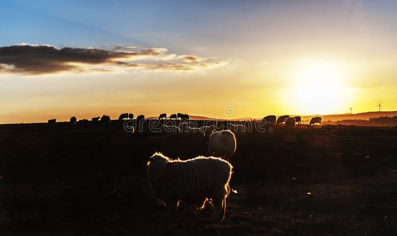 Pecore al tramonto fotografie stock libere da diritti Pecore al tramonto fotografie stock libere da diritti