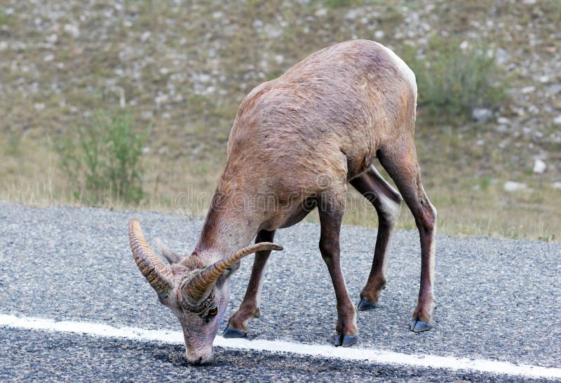 Ovini Che Leccano Il Sale Di Una Strada Islandese Per Campagna