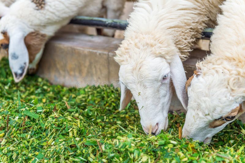 Pecore che mangiano erba fotografia stock libera da diritti