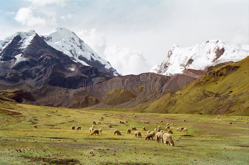 Pecore che pascono in montagne, Perù