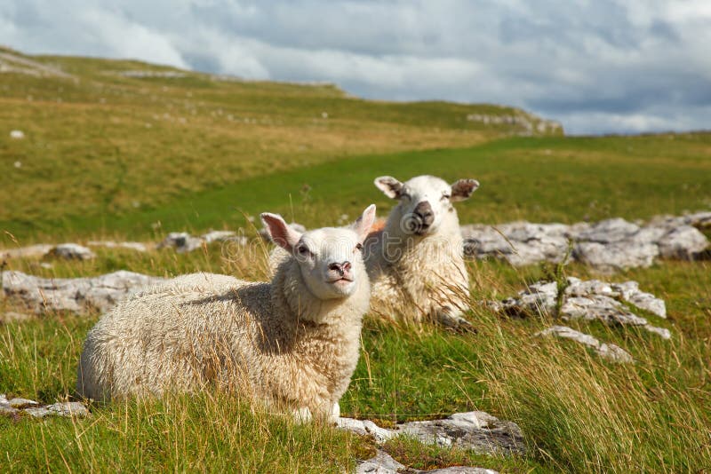 Pecore di Malham fotografia stock Pecore di Malham fotografia stock