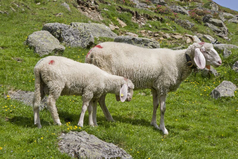 Pecore - estate nelle montagne immagini stock libere da diritti