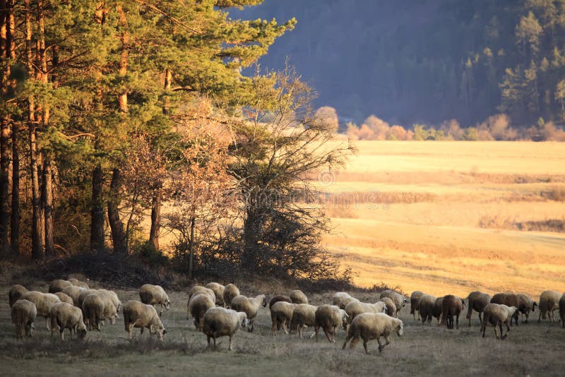 Pecore nel campo di autunno fotografia stock libera da diritti Pecore nel campo di autunno fotografia stock libera da diritti