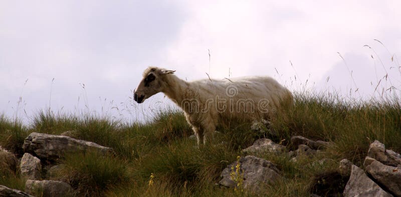 Pecore nelle montagne fotografia stock libera da diritti Pecore nelle montagne fotografia stock libera da diritti