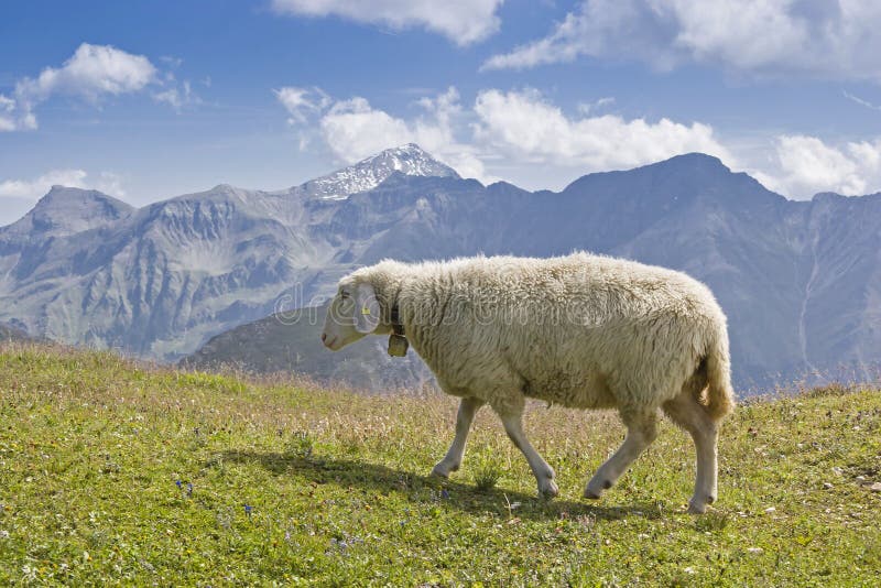 Pecore nelle montagne di Hohe Tauern immagine stock libera da diritti