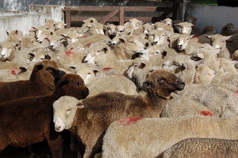 Cane di pecore immagine stock. Immagine di podere, polonia 837495