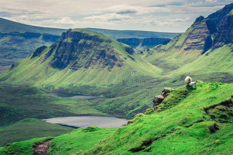 Pecore in Quiraing in isola di Skye, Scozia immagine stock