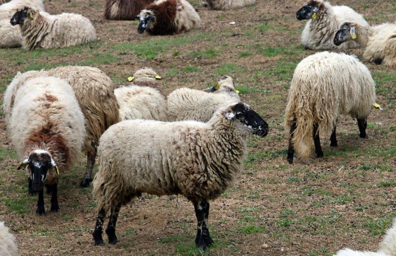 Pecore spagnole che pascono in un'azienda agricola fotografia stock libera da diritti Pecore spagnole che pascono in un'azienda agricola fotografia stock libera da diritti