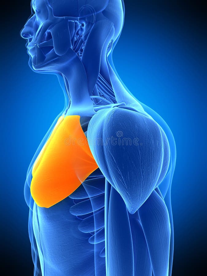 Pectoralis Major Stock Illustrations – 696 Pectoralis Major Stock