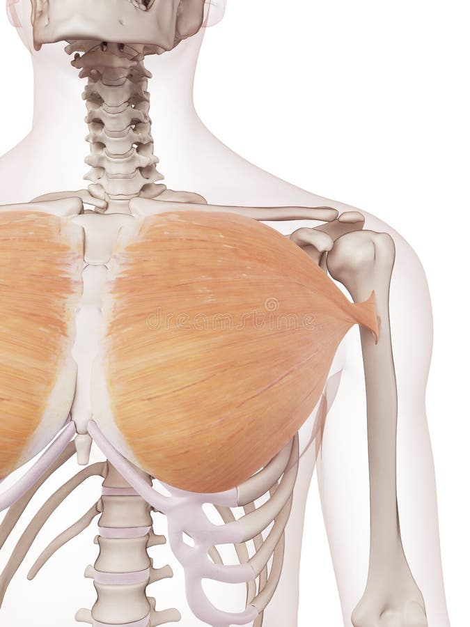 The pectoralis major