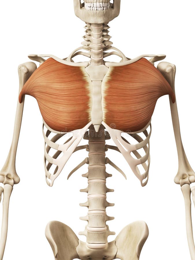 The pectoralis major