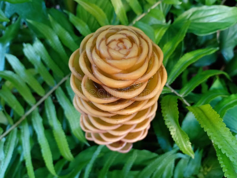 Peculiar flower stock image. Image of orange, bloom - 152830573