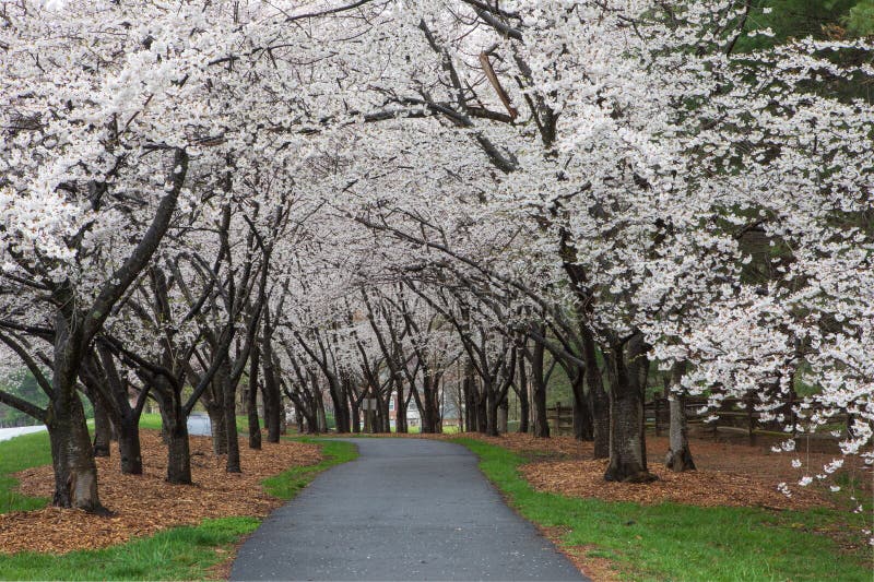 Walkway under Spring Blooming Cherry Trees Reston VA royalty free stock photography