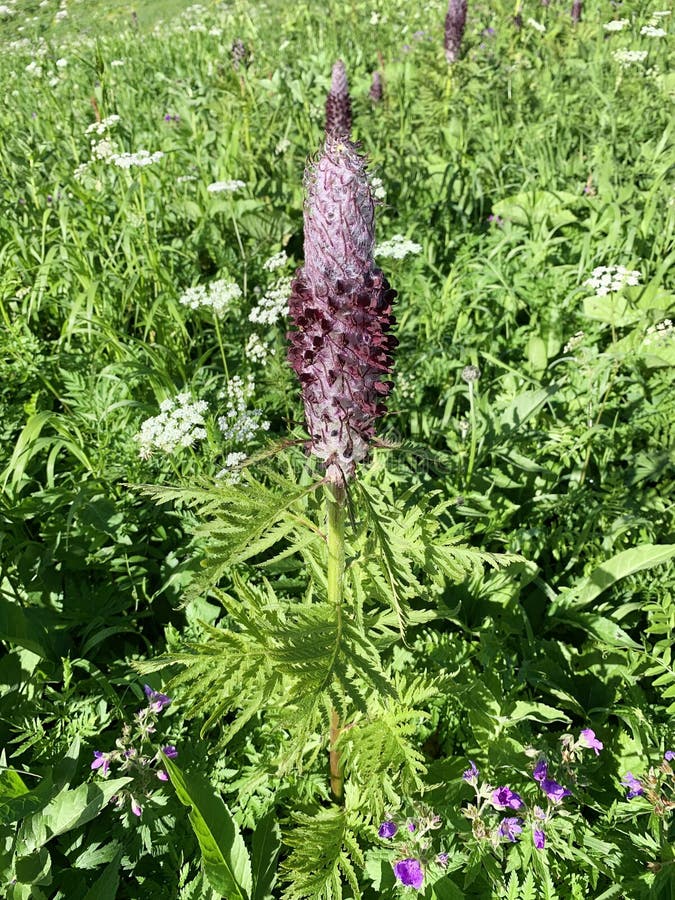 Pedicularis black and purple Narochnickaya. Lat. — Pedicularis atropurpurea Scrophulariaceae in mountains of Abkhazia.