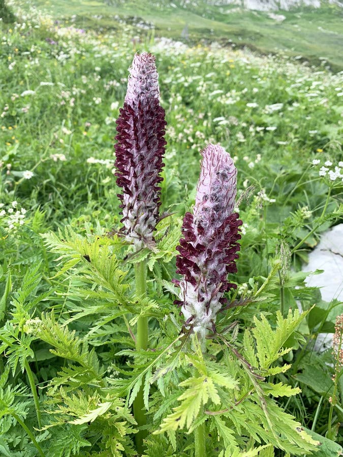 Pedicularis black and purple Narochnickaya. Lat. — Pedicularis atropurpurea Scrophulariaceae in mountains of Abkhazia.