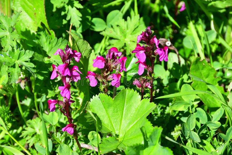 Pedicularis crassirostris Bunge family Scrophulariaceae in the mountains of Abkhazia.