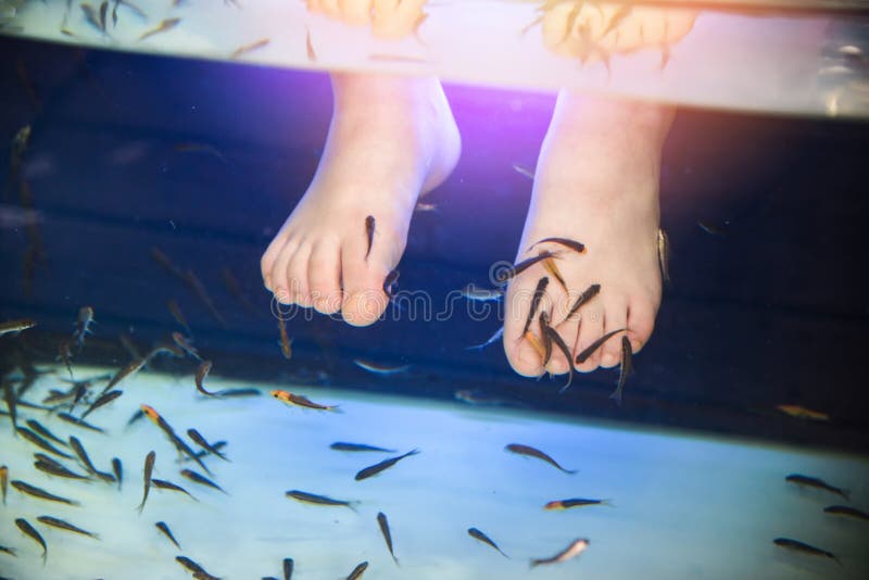 Pedicures ног рыб спа применяют обложку к воде обработки заботы стоковые изображения Pedicures ног рыб спа применяют обложку к воде обработки заботы стоковые изображения