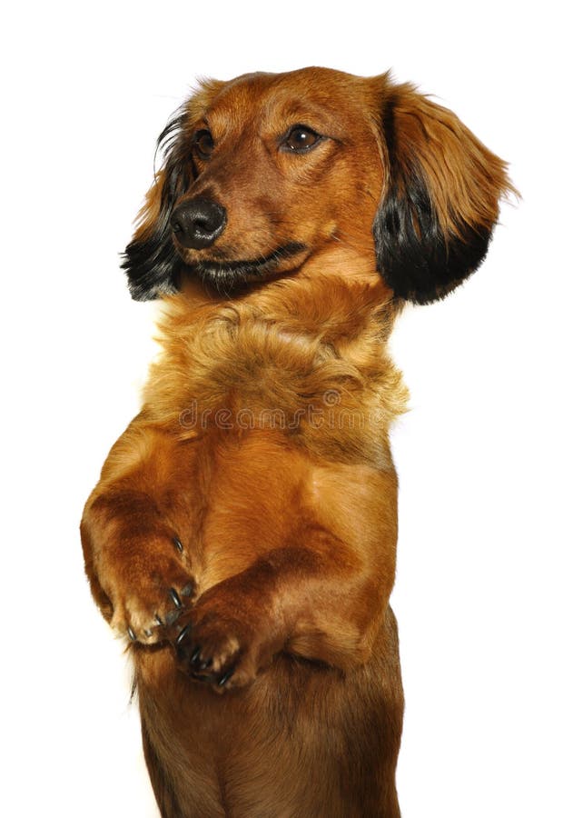 Pedido de cabelos compridos vermelho do Dachshund fotos de stock royalty free