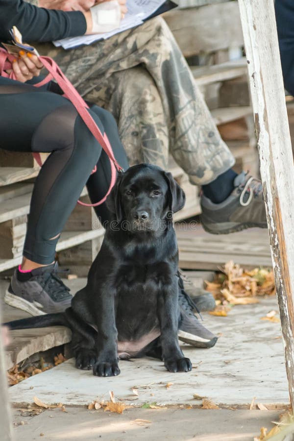 Pedigree Dogs for Training. Dogs are Tied with a Leash To a Collar