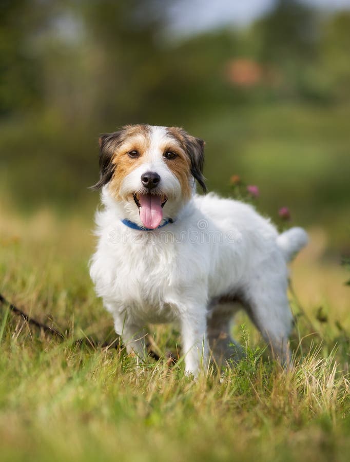 Pedigree Jack Russell Terrier Dog Stock Image - Image of jack, russel ...