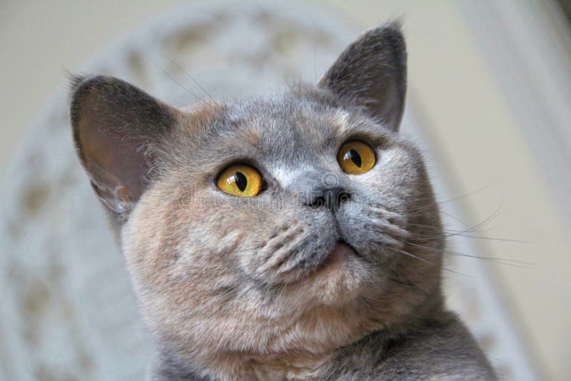 Pedigree luxury cat espressione faccia faccia carine muffin muffin muffin blu crema inglese felpe gattine pussycat pussycat puss
