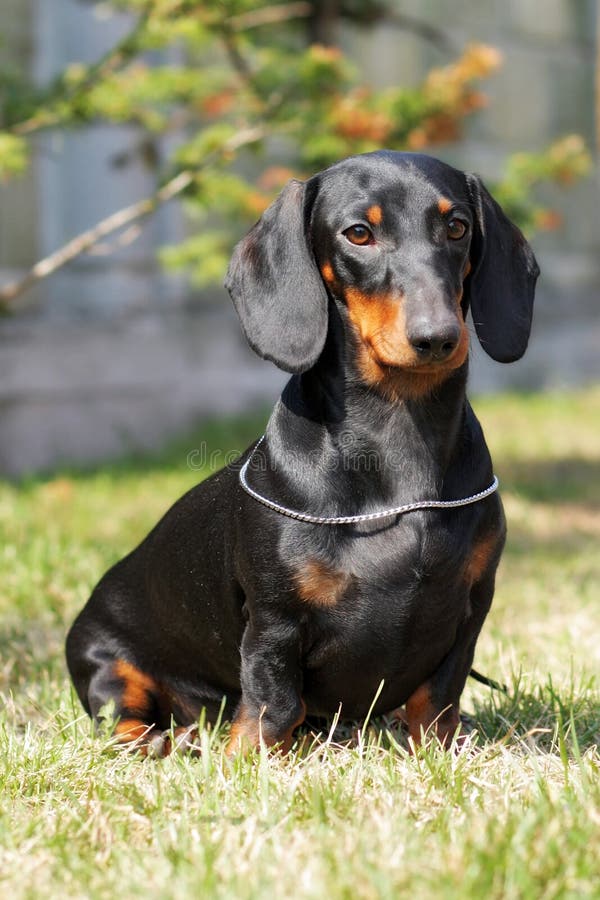 Pedigreed Dog Dachshund The Show Position Stock Image Image of