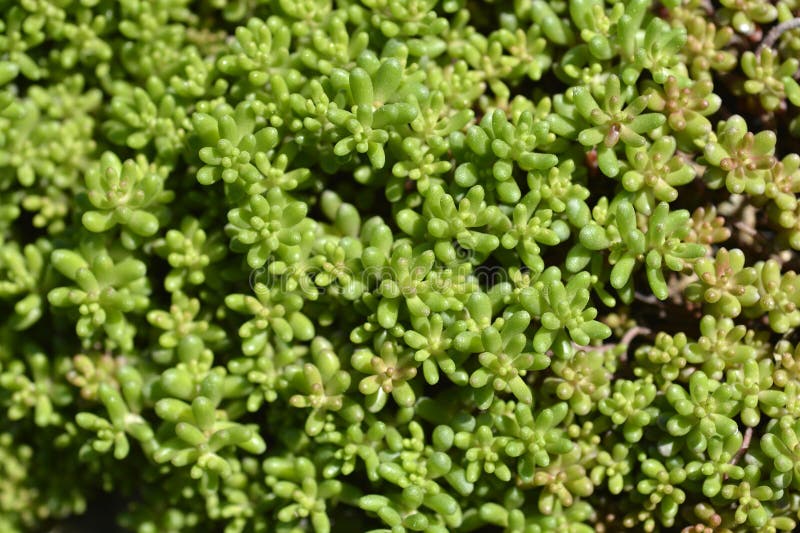 White Stonecrop leaves - Latin name - Sedum album. White Stonecrop leaves - Latin name - Sedum album